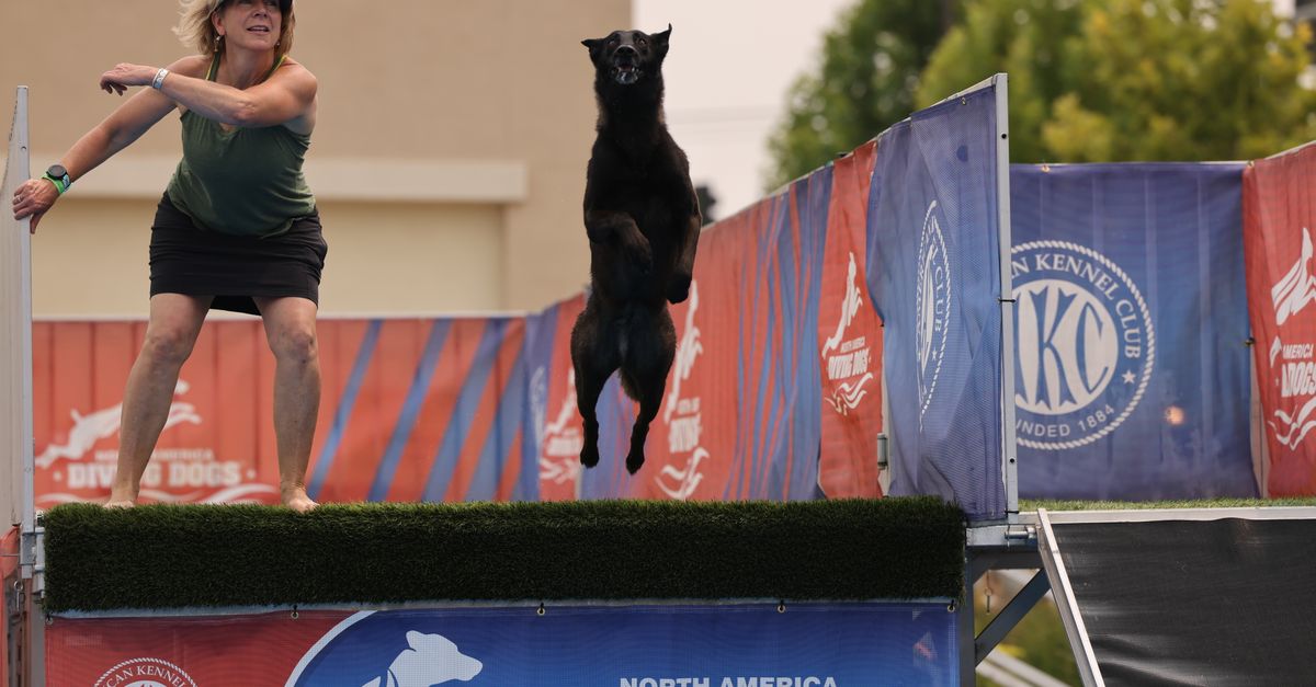 A woman guides a dog in an exciting diving competition, showcasing agility and teamwork.